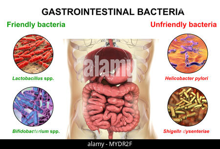 Computer illustration of the human digestive system and a close-up view of bacteria found or infecting intestine. Some bacteria, such as Lactobacillus and Bifidobacterium, have beneficial functions and are part of normal microbiota. Others, such as Helicobacter pylori and Shigella, cause disease. Stock Photo