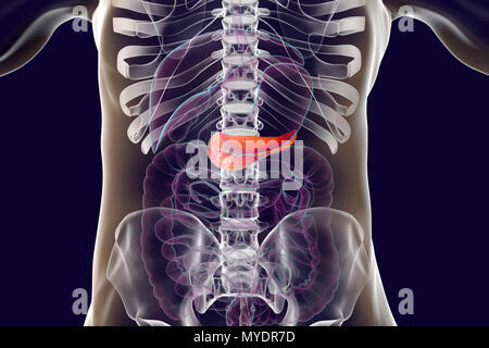 Human digestive system with highlighted pancreas, computer illustration. Stock Photo