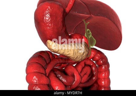 Human digestive system with highlighted pancreas, computer illustration. Stock Photo