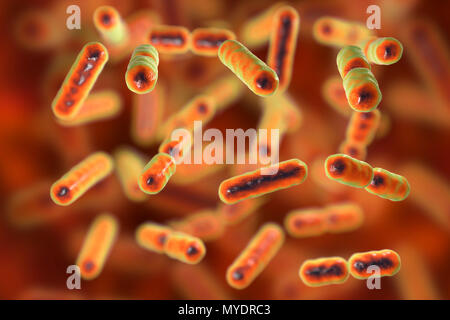 Computer illustration of Bacteroides sp. bacteria. These are rod shaped, obligate anaerobic, Gram-negative, saccharolytic bacteria. Bacteroides are the most common bacteria found in the human intestinal tract. They are involved in many important metabolic activities in the human flora of the colon, including fermentation of carbohydrates, utilization of nitrogenous substances, and biotransformation of bile acids and other steroids. When Bacteroides escape the colon, they are responsible for many types of infections and abscesses that can occur all over the body including the upper body, Stock Photo