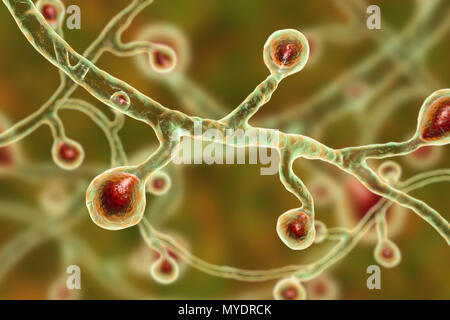 Blastomyces dermatitidis fungus, computer illustration. This fungus is the causative agent of the disease blastomycosis, which has a range of presentations. It mainly affects the lungs and may cause a flu-like disease, an acute disease similar to pneumonia, a chronic illness similar to tuberculosis or the potentially fatal acute respiratory distress syndrome. In some cases it can spread to the skin, bones or organs, causing lesions. Treatment is with antifungal drugs. Stock Photo