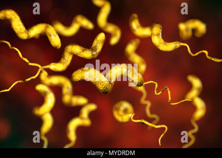 Campylobacter jejuni bacterium, computer illustration. This motile, Gram-negative bacterium possesses a long flagella at one end that is uses for locomotion. It can grow in environments where little oxygen is present. It is a common cause of gastroenteritis in humans, especially children and young adults. Contaminated poultry, meat and milk are sources of infection. Symptoms include fever and acute abdominal pain, followed by watery and often bloody diarrhoea. Recovery is usually rapid. Stock Photo