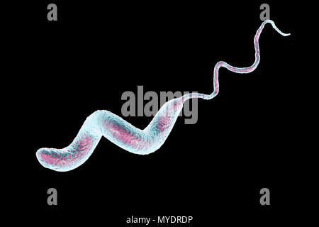 Campylobacter jejuni bacterium, computer illustration. This motile, Gram-negative bacterium possesses a long flagella at one end that is uses for locomotion. It can grow in environments where little oxygen is present. It is a common cause of gastroenteritis in humans, especially children and young adults. Contaminated poultry, meat and milk are sources of infection. Symptoms include fever and acute abdominal pain, followed by watery and often bloody diarrhoea. Recovery is usually rapid. Stock Photo