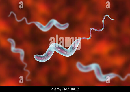 Campylobacter jejuni bacterium, computer illustration. This motile, Gram-negative bacterium possesses a long flagella at one end that is uses for locomotion. It can grow in environments where little oxygen is present. It is a common cause of gastroenteritis in humans, especially children and young adults. Contaminated poultry, meat and milk are sources of infection. Symptoms include fever and acute abdominal pain, followed by watery and often bloody diarrhoea. Recovery is usually rapid. Stock Photo