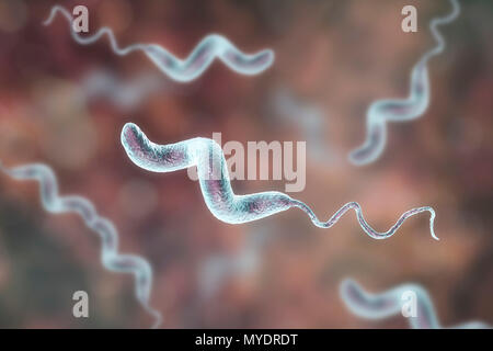 Campylobacter jejuni bacterium, computer illustration. This motile, Gram-negative bacterium possesses a long flagella at one end that is uses for locomotion. It can grow in environments where little oxygen is present. It is a common cause of gastroenteritis in humans, especially children and young adults. Contaminated poultry, meat and milk are sources of infection. Symptoms include fever and acute abdominal pain, followed by watery and often bloody diarrhoea. Recovery is usually rapid. Stock Photo