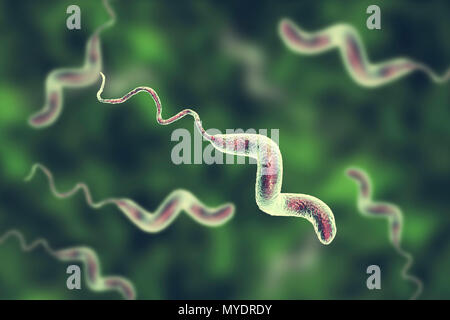 Campylobacter jejuni bacterium, computer illustration. This motile, Gram-negative bacterium possesses a long flagella at one end that is uses for locomotion. It can grow in environments where little oxygen is present. It is a common cause of gastroenteritis in humans, especially children and young adults. Contaminated poultry, meat and milk are sources of infection. Symptoms include fever and acute abdominal pain, followed by watery and often bloody diarrhoea. Recovery is usually rapid. Stock Photo