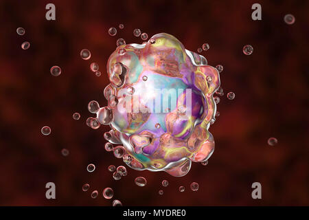 Computer illustration of a cell in the early stages of programmed cell death, or apoptosis. Apoptosis occurs when a cell becomes old or damaged. The cell becomes spherical as its cytoskeleton, which holds cell shape, is digested, and blebs (vesicles) form on its surface. Eventually the cell breaks into several vesicles, now known as apoptotic bodies, and is phagocytosed (engulfed and digested) by specialist cells. The breakdown into vesicles prevents the leakage of potentially toxic or immunogenic substances from the cell. Stock Photo