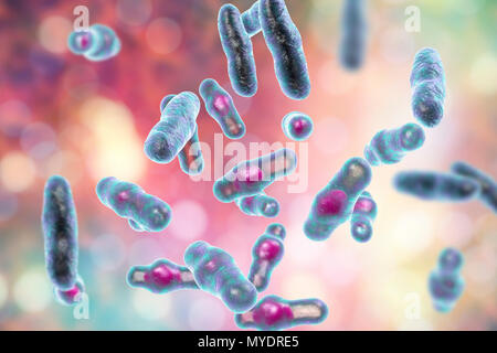 Computer illustration of Clostridium perfringens. These are Gram-positive, endospore-forming, rod-shaped bacteria. Vegetative and spore stages. This bacterium frequently occurs in the intestines of humans and many domestic and feral animals. Food poisoning occurs when foods such as beef, gravy and poultry are cooled and/or reheated improperly and large numbers of vegetative cells are ingested. Toxin production in the digestive tract is associated with sporulation. C. perfringens is also a major pathogen of wound infections, producing a variety of toxins that act both locally and systemically. Stock Photo