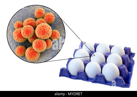 Chicken eggs as a source of staphylococcal food poisoning, conceptual illustration. Stock Photo