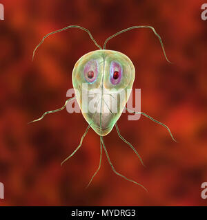 Giardia lamblia parasites, computer illustration. Giardia lamblia is a flagellated protozoan parasite. It colonizes and reproduces in the small intestine and causes giardiasis. Stock Photo