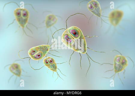 Giardia lamblia parasites, computer illustration. Giardia lamblia is a flagellated protozoan parasite. It colonizes and reproduces in the small intestine and causes giardiasis. Stock Photo