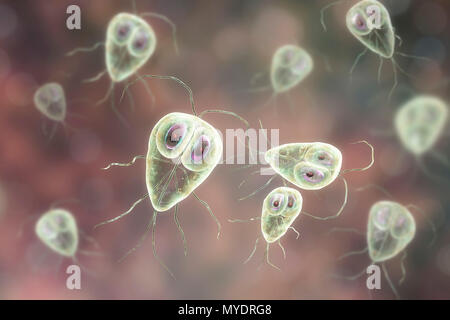 Giardia lamblia parasites, computer illustration. Giardia lamblia is a flagellated protozoan parasite. It colonizes and reproduces in the small intestine and causes giardiasis. Stock Photo
