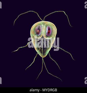 Giardia lamblia parasites, computer illustration. Giardia lamblia is a flagellated protozoan parasite. It colonizes and reproduces in the small intestine and causes giardiasis. Stock Photo
