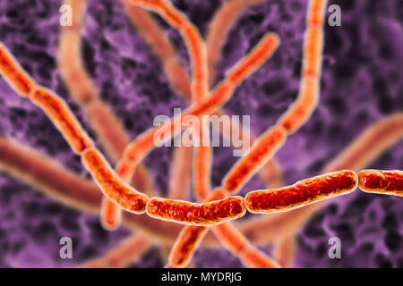 Rat Scratch Fever Rash Rat bite fever bacteria. Computer illustration of chains of ...