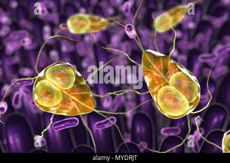 Giardia lamblia parasites in duodenum, computer illustration. Giardia lamblia is a flagellated protozoan parasite. It colonizes and reproduces in the small intestine and causes giardiasis. Stock Photo