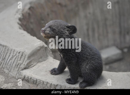Shenyan, Shenyan, China. 7th June, 2018. Shenyang, CHINA-7th June 2018: Black bear babies at Guaipo Tiger Park in Shenyang, northeast China's Liaoning Province. Credit: SIPA Asia/ZUMA Wire/Alamy Live News Stock Photo