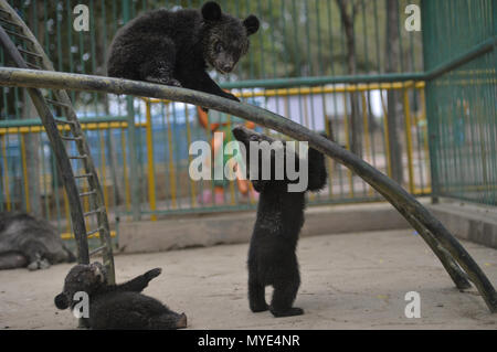 Shenyan, Shenyan, China. 7th June, 2018. Shenyang, CHINA-7th June 2018: Black bear babies at Guaipo Tiger Park in Shenyang, northeast China's Liaoning Province. Credit: SIPA Asia/ZUMA Wire/Alamy Live News Stock Photo