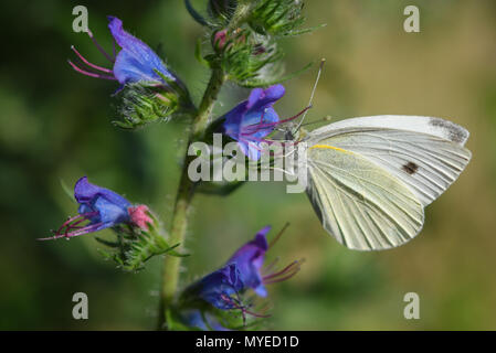 06 June 2018, Germany, Frankfurt (Oder): A white butterfly searching for nectar in a flower of the viper's bugloss (Echium vulgare). Photo: Patrick Pleul/dpa-Zentralbild/ZB Stock Photo