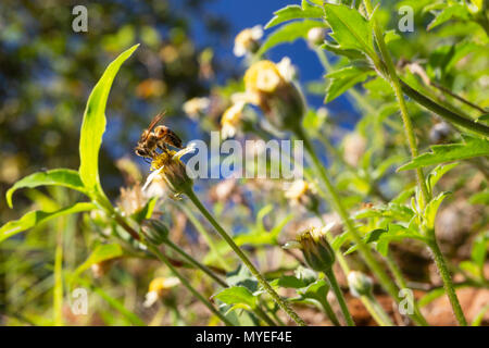 Asuncion, Paraguay. 7th Jun, 2018. A honey bee (Apis mellifera) feeds the nectar of tridax daisy or coatbuttons (Tridax procumbens) blooming flowers in a wildflower meadow during a sunny and pleasant afternoon with temperatures high around 19°C in Asuncion, Paraguay. Credit: Andre M. Chang/ARDUOPRESS/Alamy Live News Stock Photo