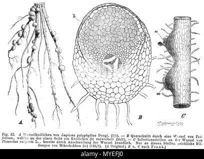Nodulating Faba Roots A scientific illustration of Faboideae root nodules, a key part of ...