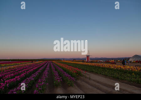 WOODBURN, OREGON - April 13, 2014:  A full moon over a windmill and a colorful tulip field at dusk in Woodburn, OR on April 13, 2014. Stock Photo