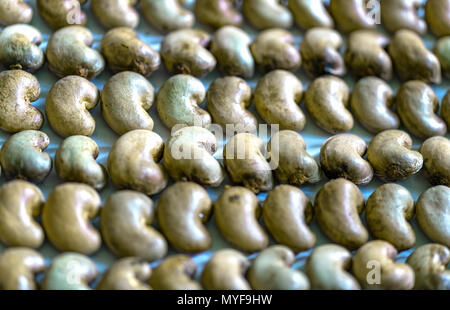 Raw cashew nuts martial intact after the harvest, this is more nutritious grains and unsaturated fats is beneficial for human health Stock Photo