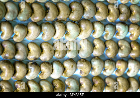 Raw cashew nuts martial intact after the harvest, this is more nutritious grains and unsaturated fats is beneficial for human health Stock Photo