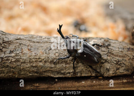 Japanese rhinoceros beetle (Trypoxylus dichotomus) Stock Photo