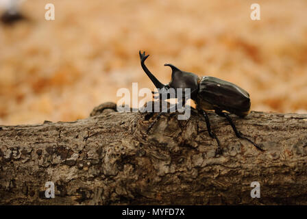 Japanese rhinoceros beetle (Trypoxylus dichotomus) Stock Photo