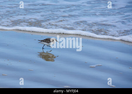 Sandpiper with Reflection, Running on Beach in Front of Foamy Waves Stock Photo