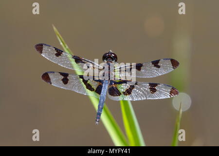 A Banded Pennant, Celithemis fasciata, resting on a plant tip. Stock Photo