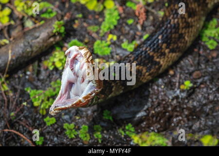 A water moccasin, Agkistrodon piscivorus, yawning or stretching, showing a fang and teeth Stock Photo