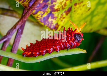 A tailless swallowtail caterpillar, Battus polydamas, feeding on pipe vine. Stock Photo