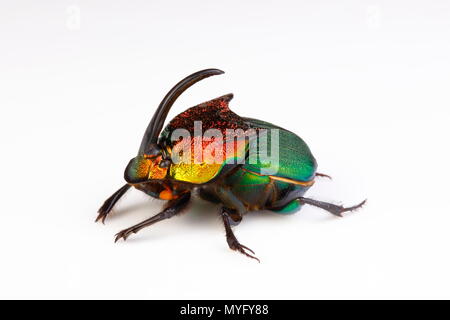 A rainbow scarab beetle male, Phanaeus vindex, on a white background. Stock Photo