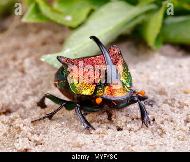 A rainbow scarab beetle male, Phanaeus vindex, on sand. Stock Photo