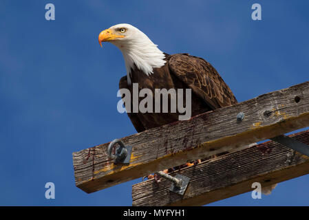 Bald eagle, Tule Lake National Wildlife Refuge, California Stock Photo