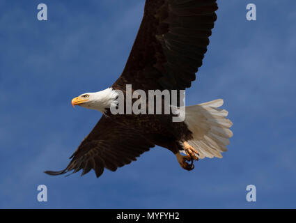 Bald eagle, Tule Lake National Wildlife Refuge, California Stock Photo