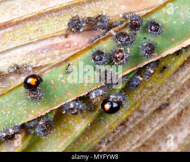 Twice-stabbed lady beetles, Chilocorus stigma, on a palm frond, emerging from pupae.