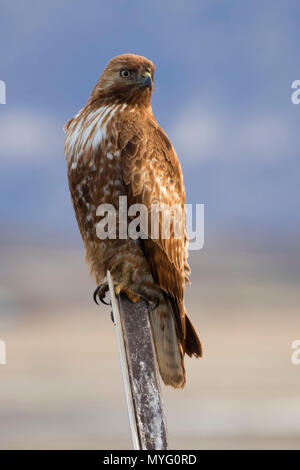 Hawk, Lower Klamath National Wildlife Refuge, California Stock Photo