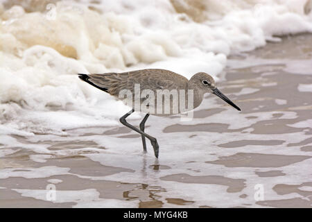Willet Wandering through the Sea Foam on the Gulf Coast of Texas Stock Photo