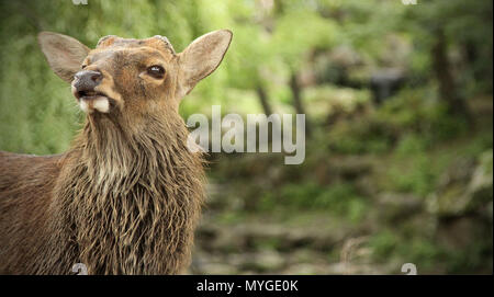 close up portrait of a wild deer at Nara Park Japan. Stag, doe, elk pulling a silly crazy face with lush green forest bush wilderness in the backgroun Stock Photo