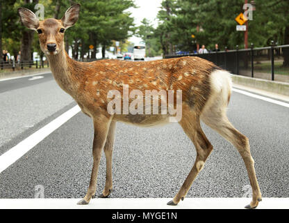 surreal image of a deer crossing the road in the tourist town of Nara Japan. quirky shot of deer reminiscent of beetles album cover appropriation. Dee Stock Photo