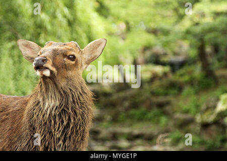 close up portrait of a wild deer at Nara Park Japan. Stag, doe, elk pulling a silly crazy face with lush green forest bush wilderness in the backgroun Stock Photo
