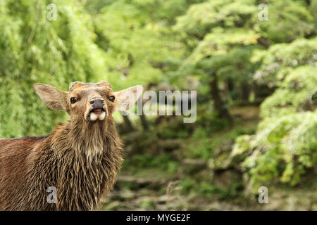 close up portrait of a wild deer at Nara Park Japan. Stag, doe, elk pulling a silly crazy face with lush green forest bush wilderness in the backgroun Stock Photo