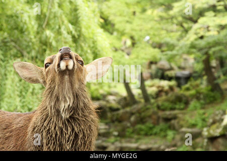 close up portrait of a wild deer at Nara Park Japan. Stag, doe, elk pulling a silly crazy face with lush green forest bush wilderness in the backgroun Stock Photo