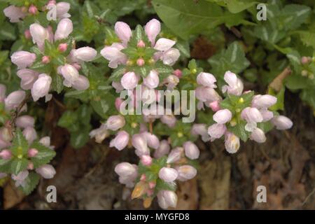 Pink Lamium With Variegated Leaves, Blooming Stock Photo