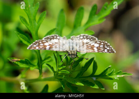 White Checkered-Skipper Butterfly (Pyrgus albescens) Stock Photo