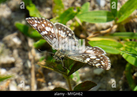 White Checkered-Skipper Butterfly (Pyrgus albescens) Stock Photo