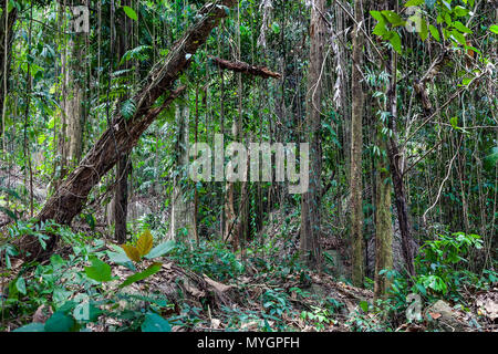 Tropical jungle. Stock Photo