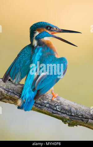 Common Kingfisher / Eisvogel  ( Alcedo atthis ) fledgling begging for food. Old male shows territorial behaviour, chasing fledling out of its territor Stock Photo